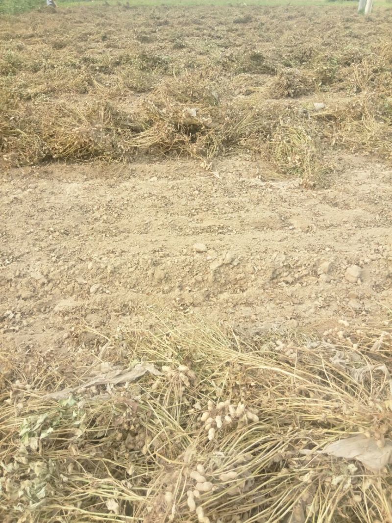压榨花生油5斤装机器压榨