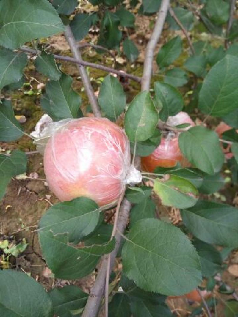 红富士苹果80mm以上膜袋，颜色好，口感脆甜