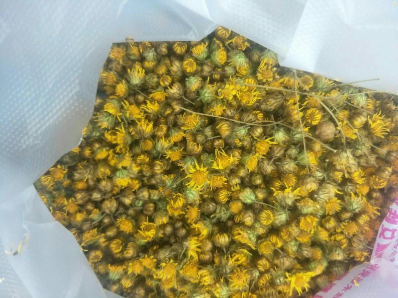 药用菊花袋装