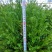红豆衫1~1.5m