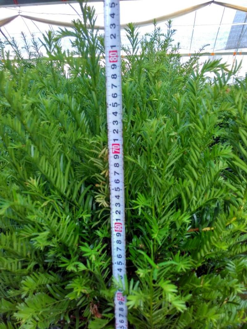 红豆衫1~1.5m