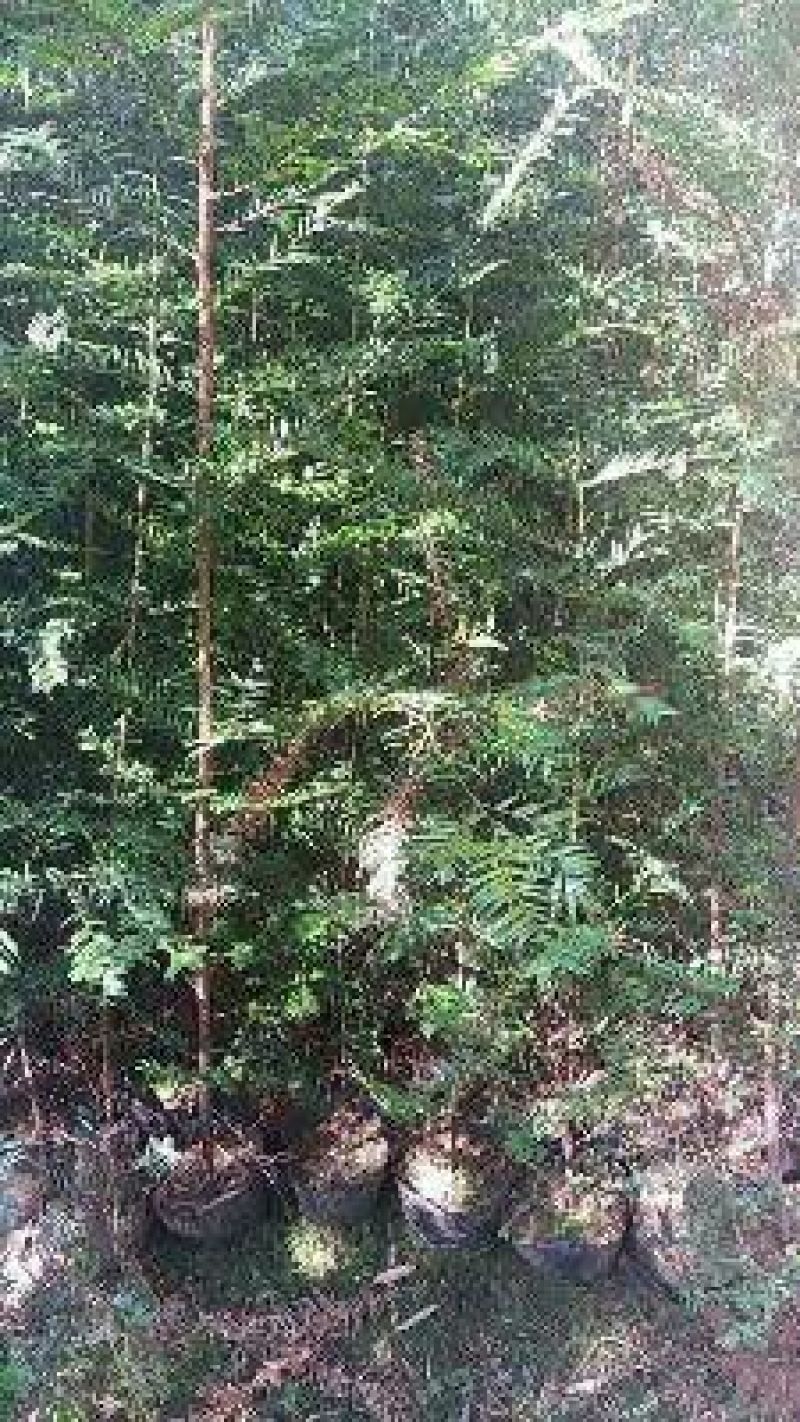 红豆衫1~1.5m