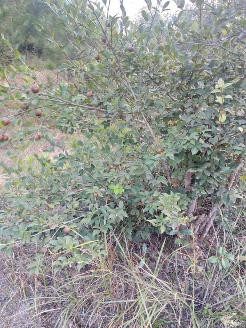 油茶鲜果40g以下