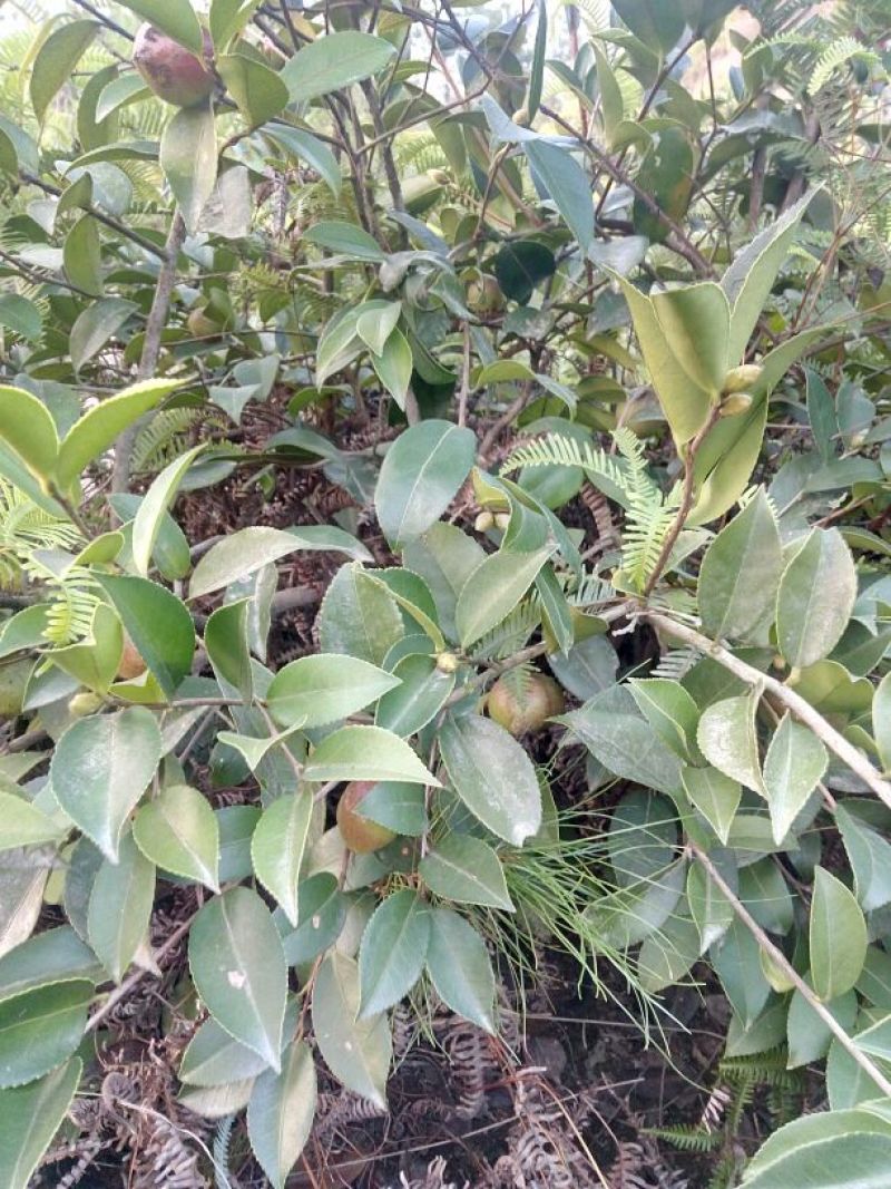 油茶鲜果40g以下