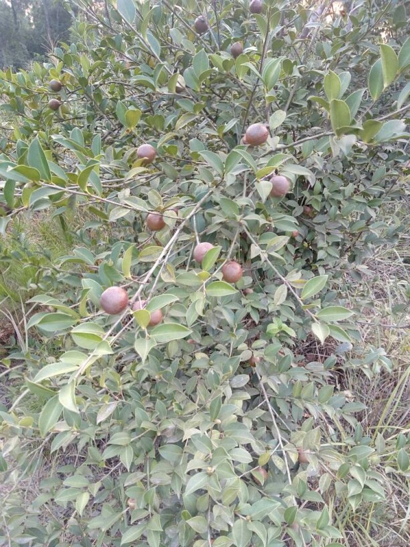 油茶鲜果40g以下
