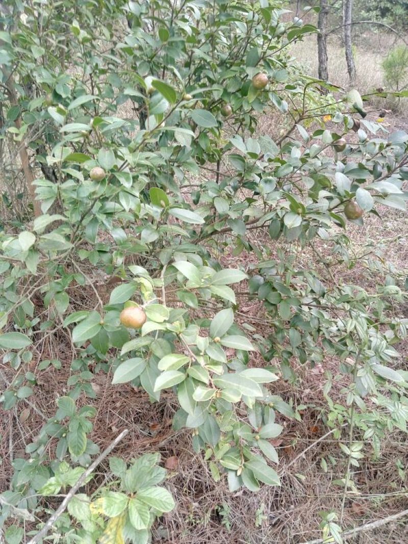 油茶鲜果40g以下
