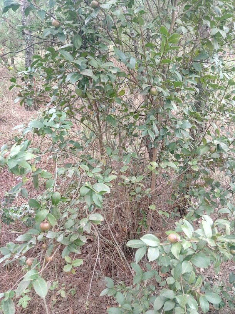 油茶鲜果40g以下