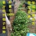 脆香甜柚子苗包邮蜜脆柚子柚脆甜香基地销售