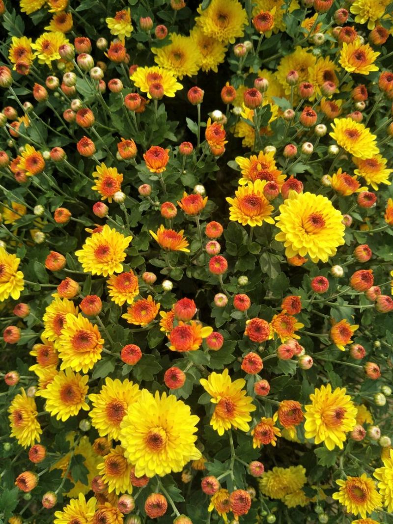 菊花种苗