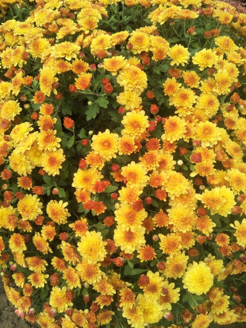 菊花种苗