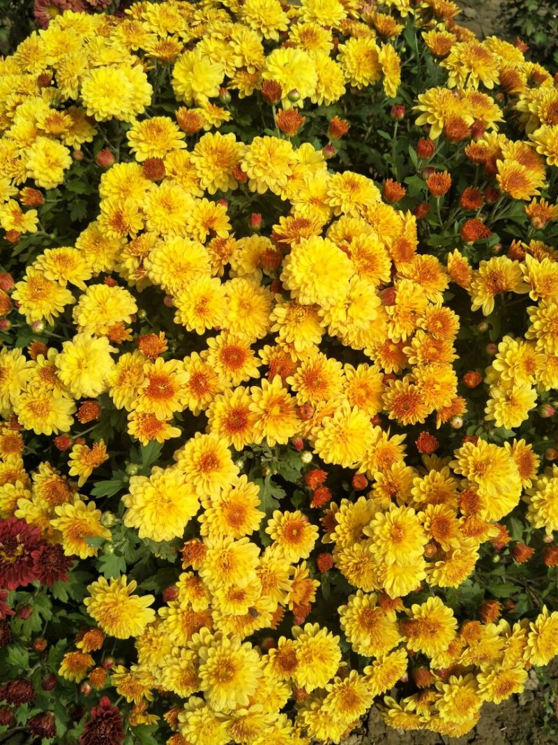 菊花种苗