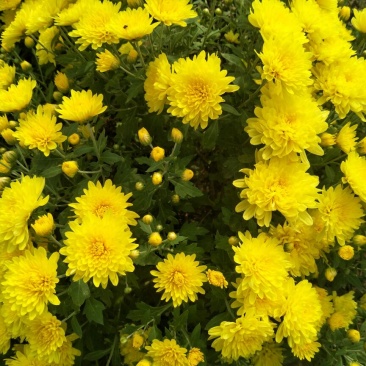 菊花种苗