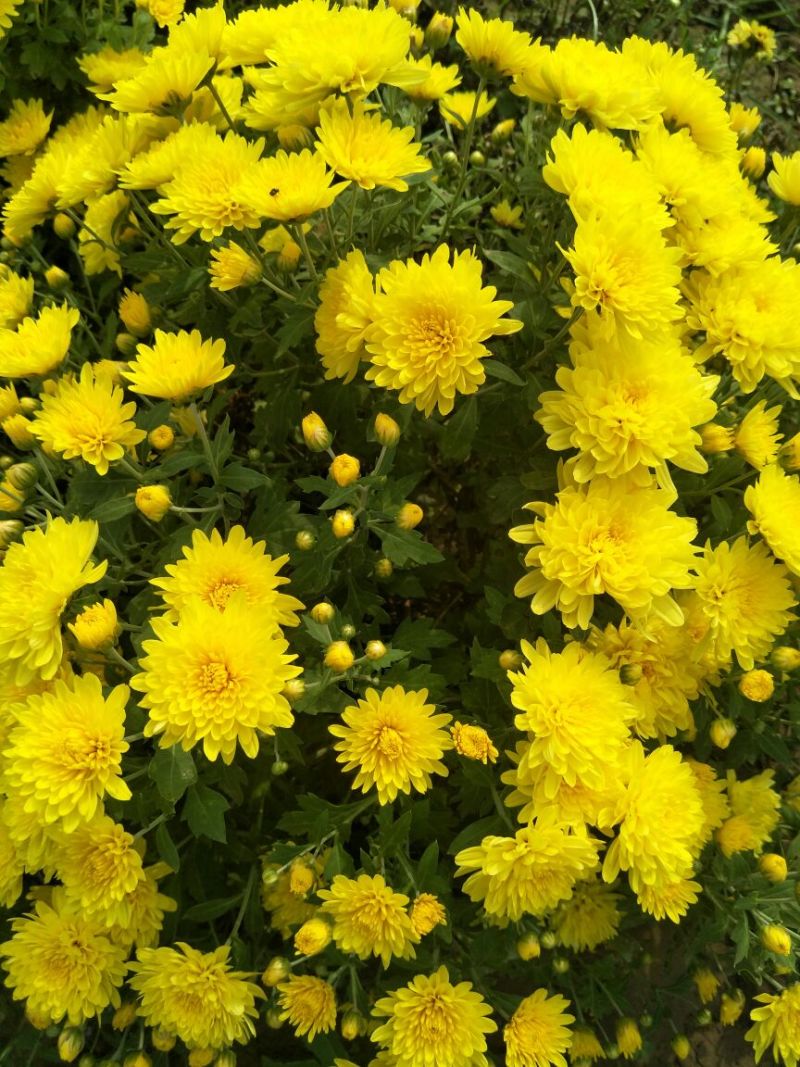 菊花种苗