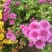 菊花种苗