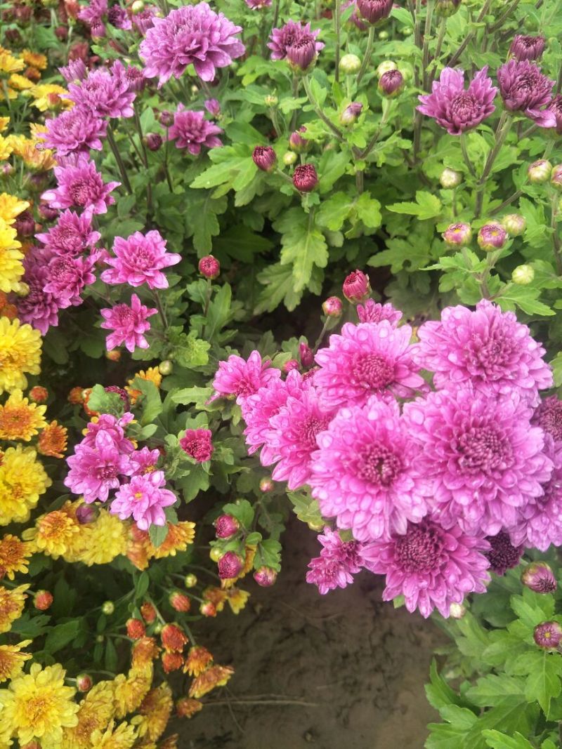 菊花种苗
