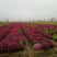 菊花种苗
