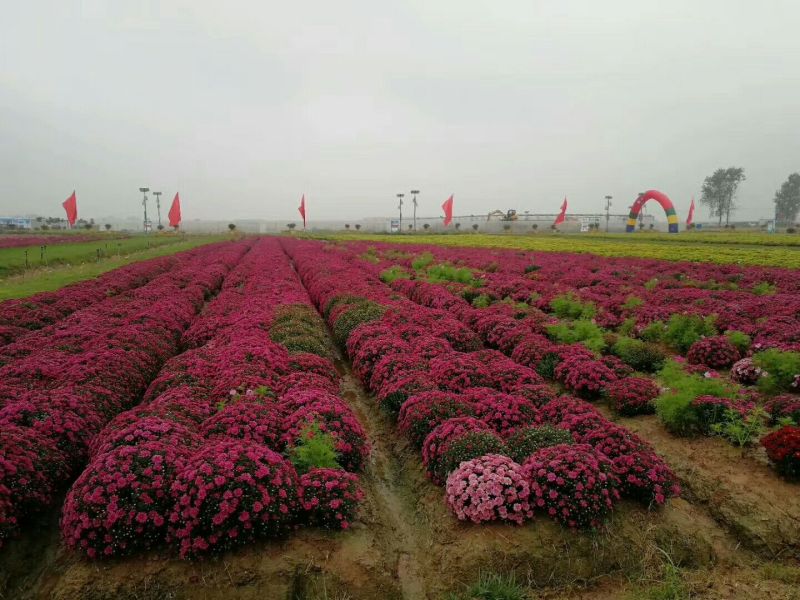 菊花种苗