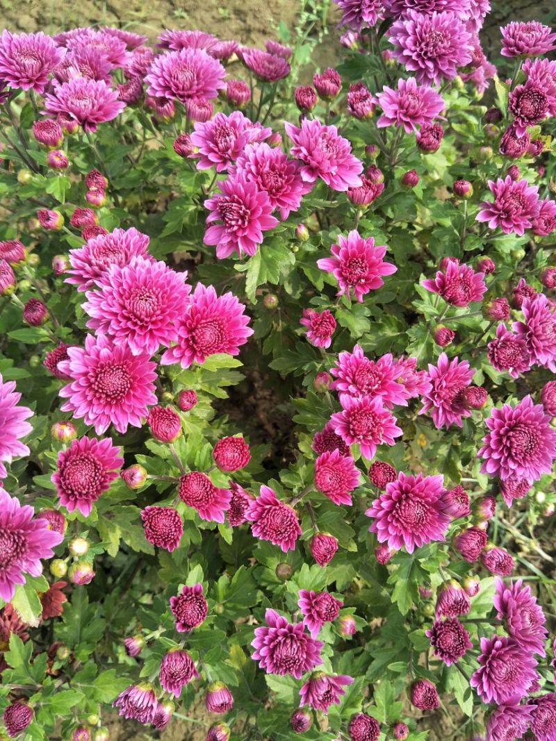 菊花种苗