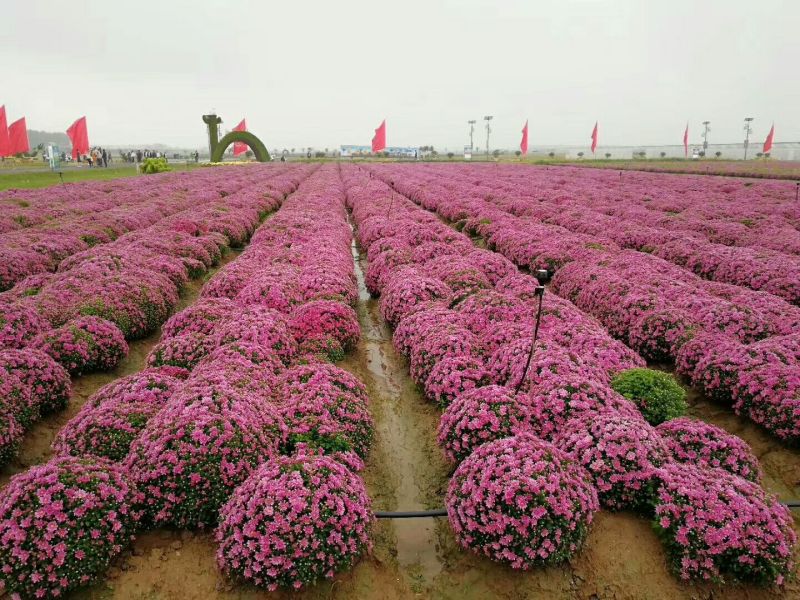 菊花种苗