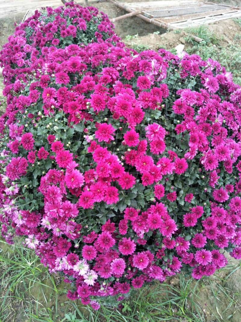 菊花种苗