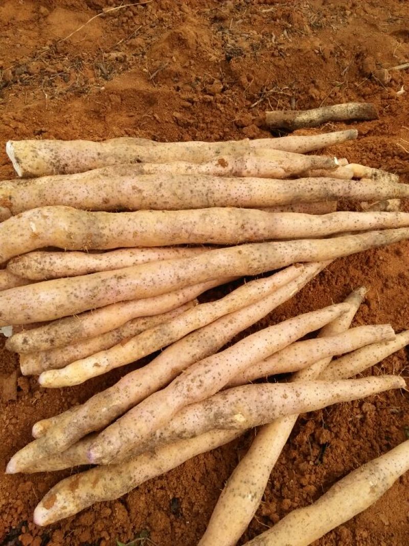 淮山药4~6厘米一级手捡50~70厘米