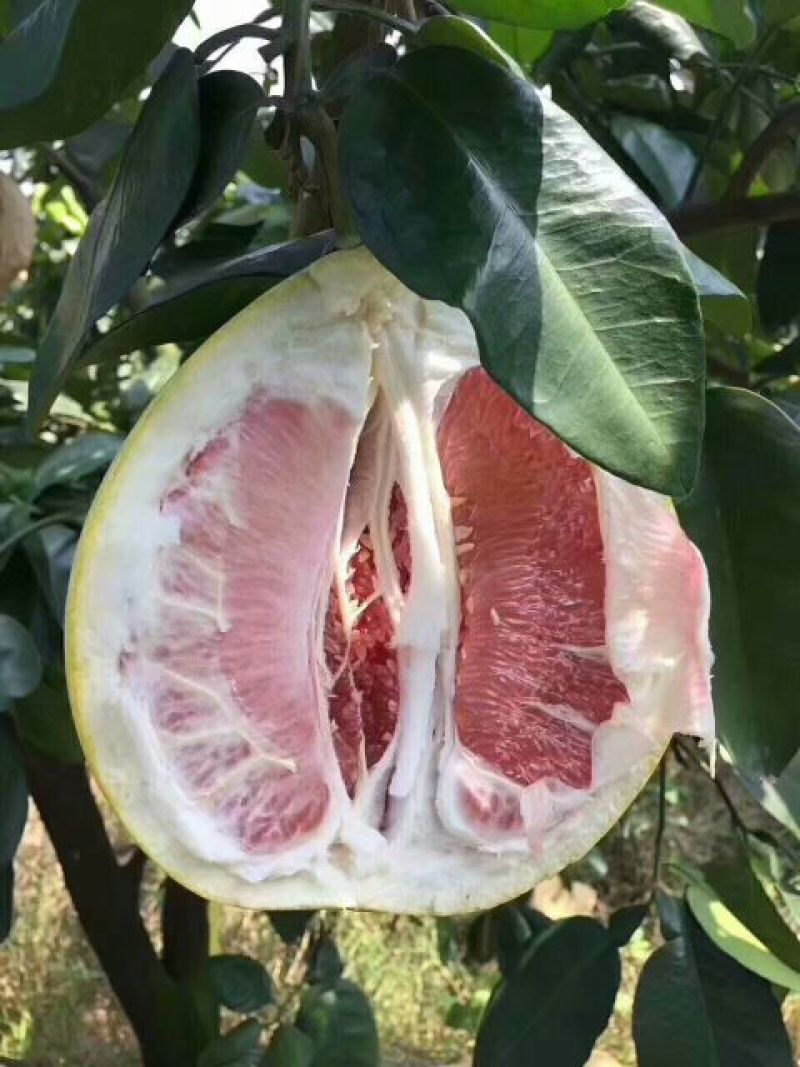平和蜜柚三红红心柚诚信代办质量看得见果农直发