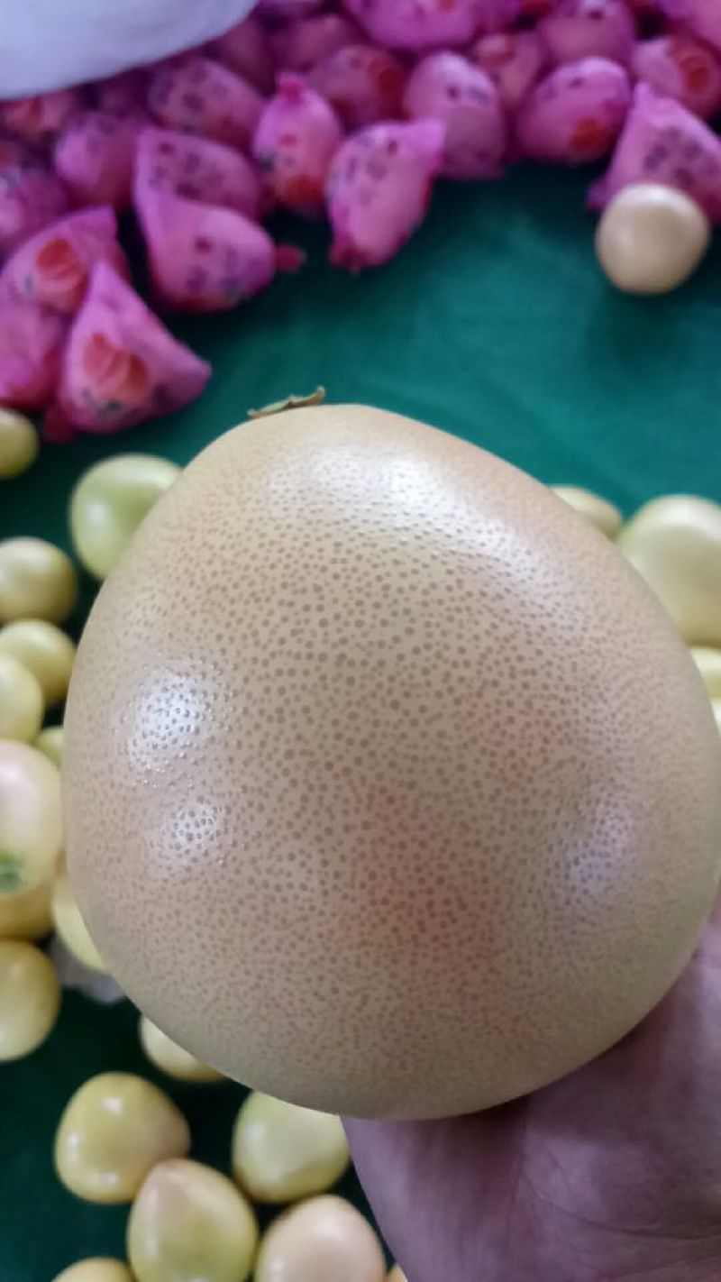 平和蜜柚三红红心柚诚信代办质量看得见果农直发