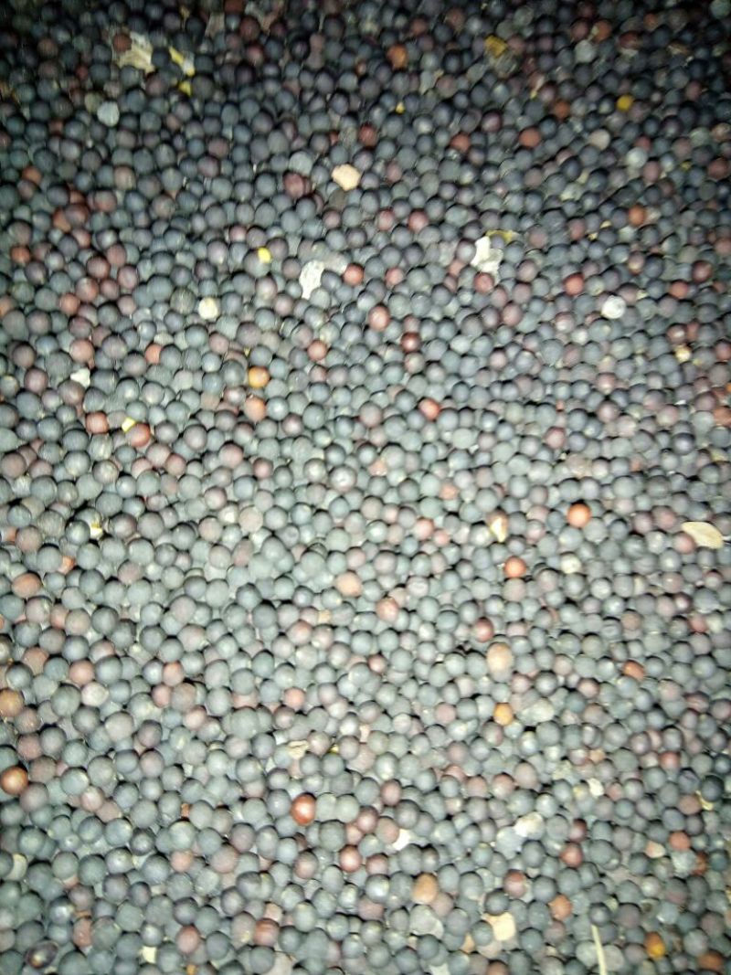 油菜籽2级