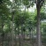 黄山栾树规格齐全根须发达【办理检疫证】专业运输