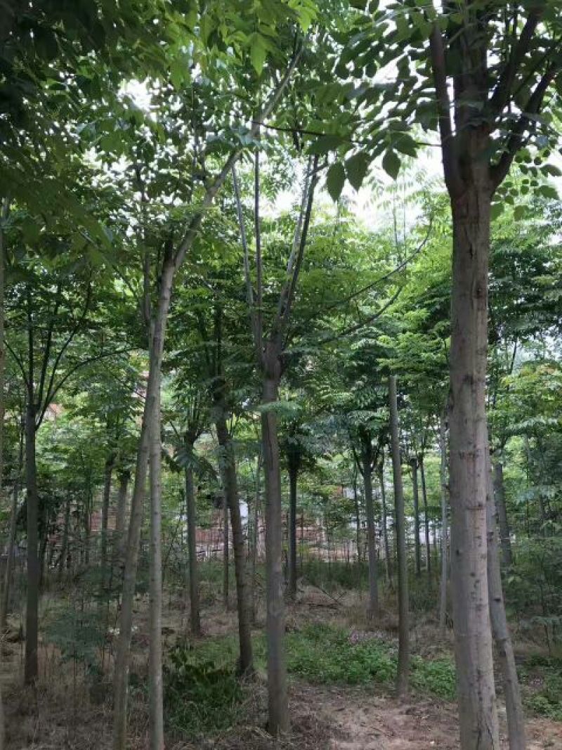 黄山栾树规格齐全根须发达【办理检疫证】专业运输