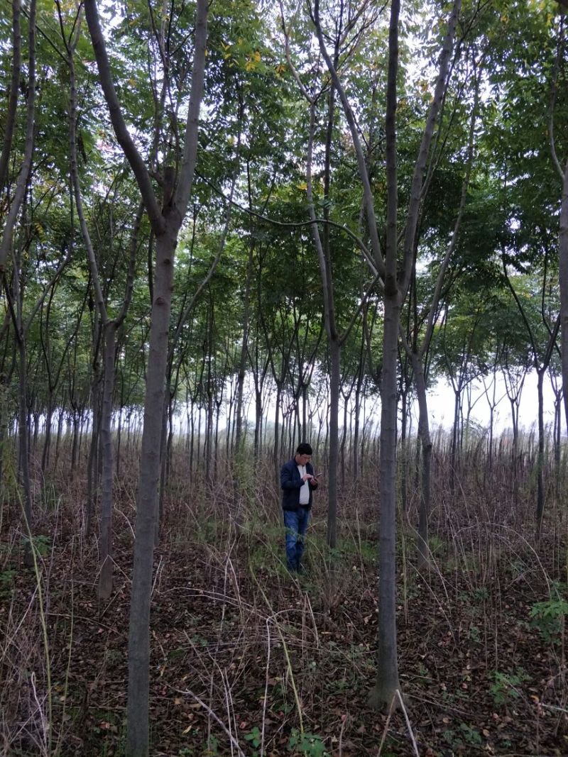 黄山栾树规格齐全根须发达【办理检疫证】专业运输