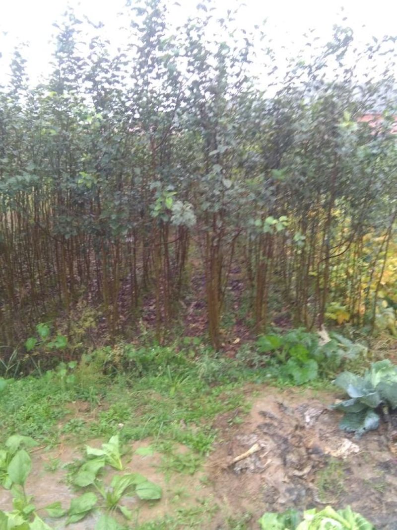 红富士苹果树苗80cm以上