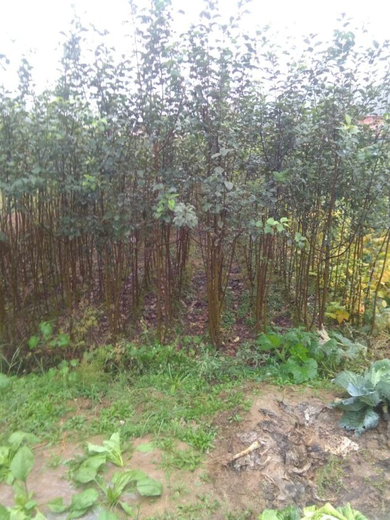 红富士苹果树苗80cm以上