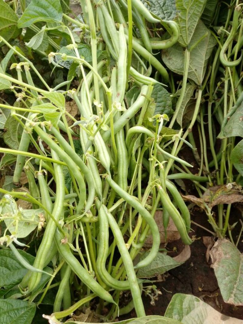 矮生刀豆10~15cm