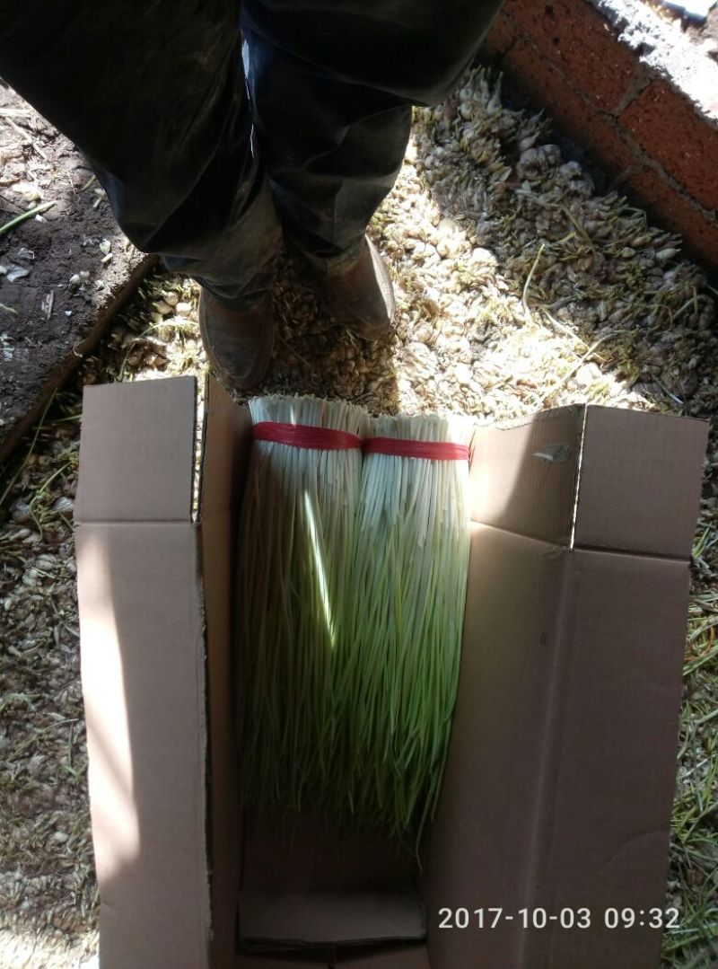 蒜黄40~50cm