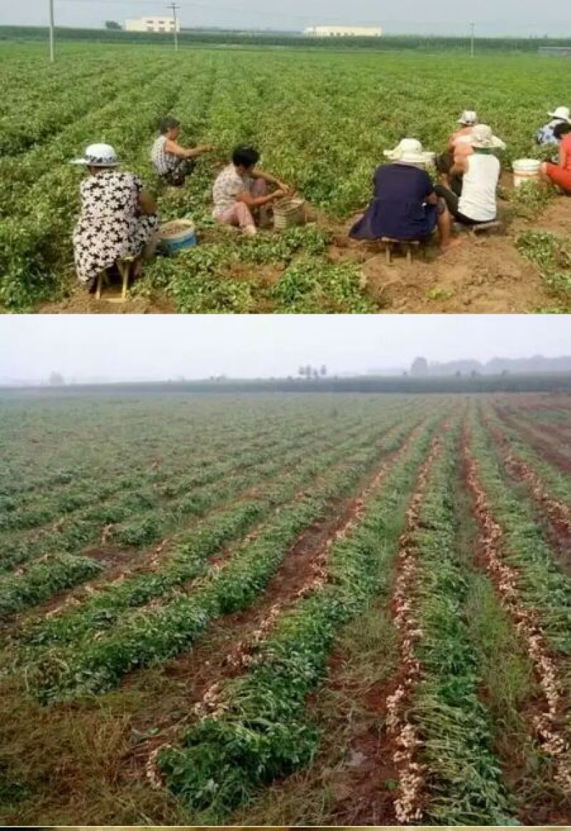 压榨花生油10斤装机器压榨