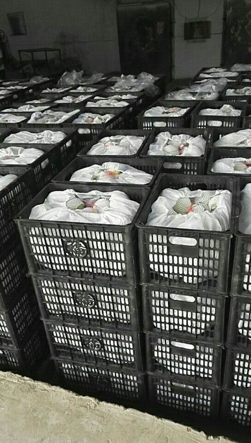 皇冠梨500~550g纸袋
