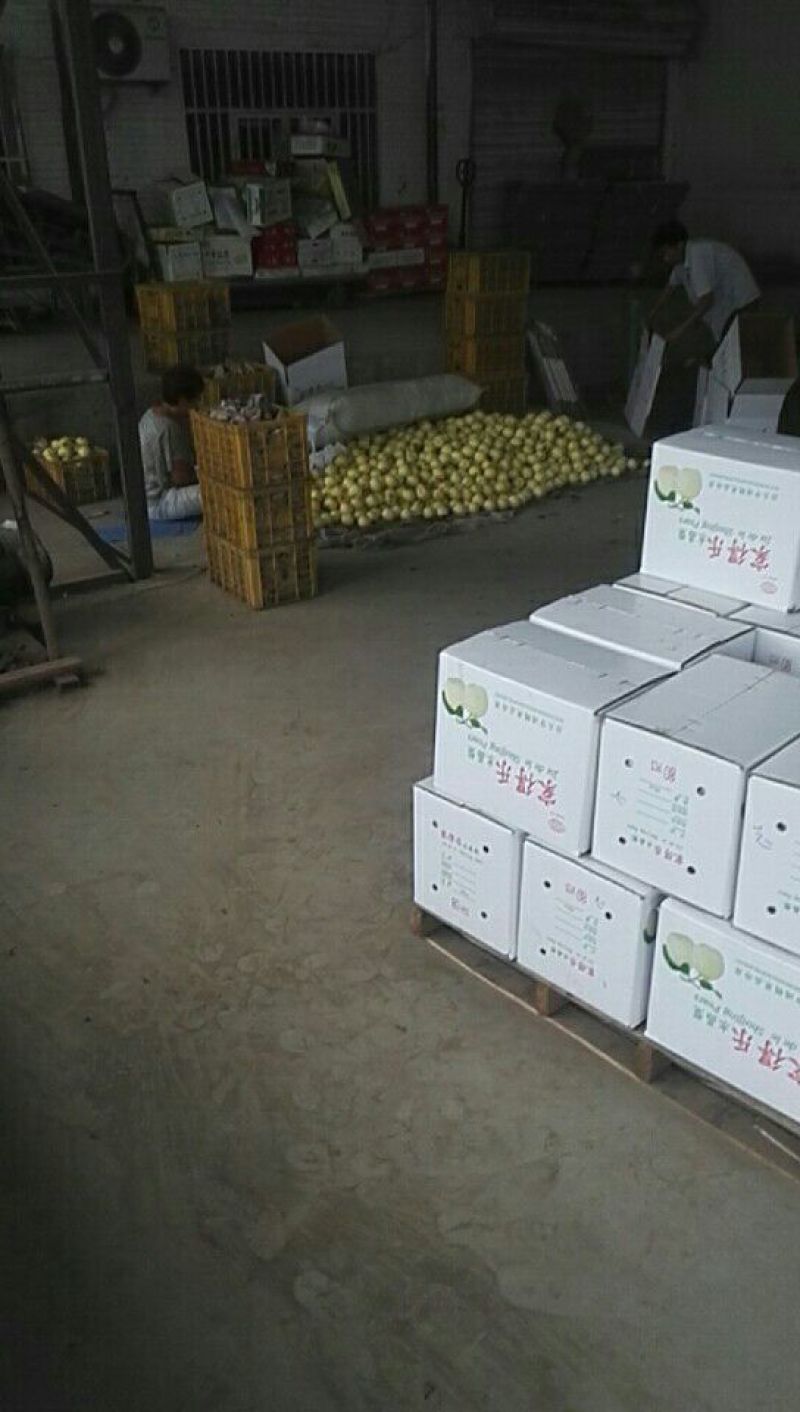 皇冠梨500~550g纸袋