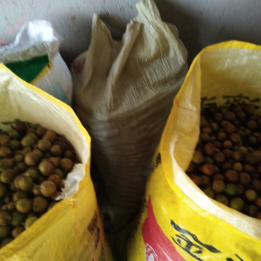 茶树油