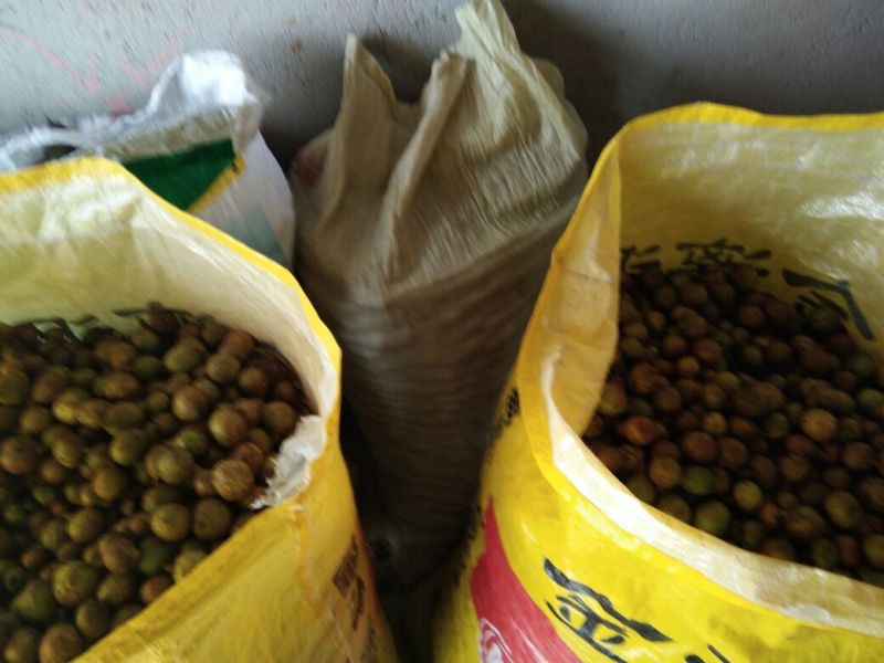 茶树油