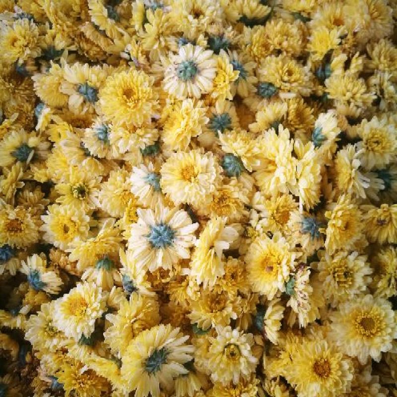 菊花茶一级