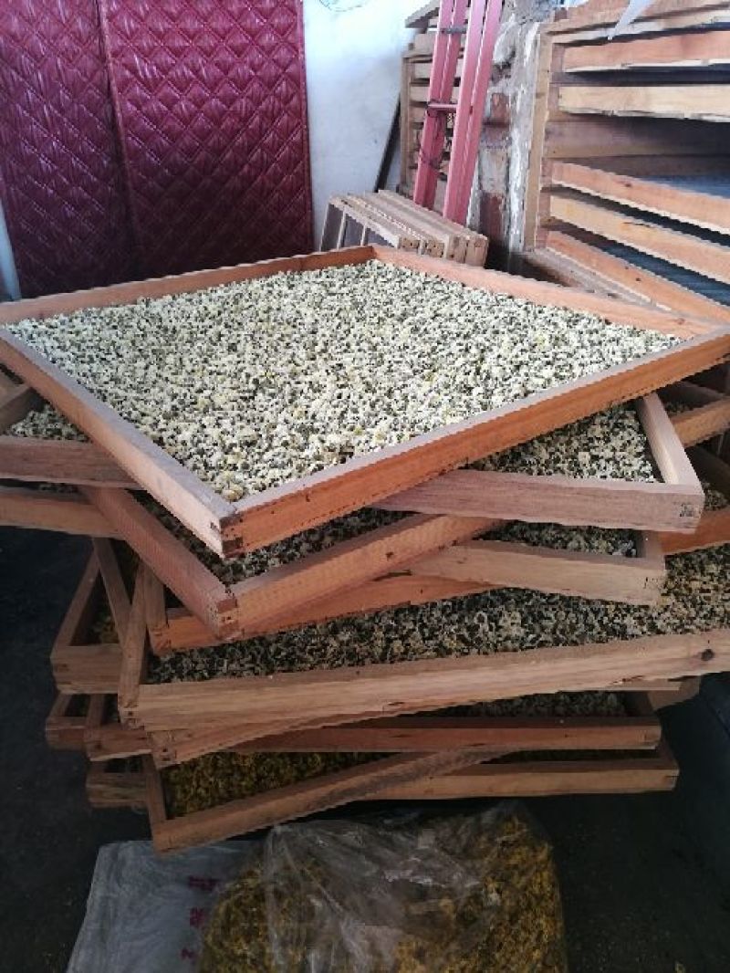 菊花茶一级