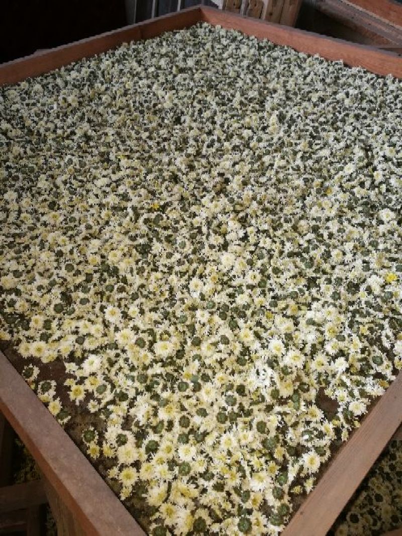 菊花茶一级