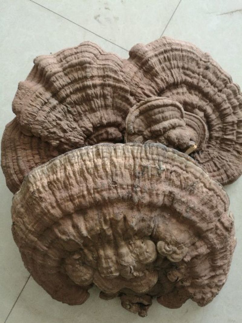树舌