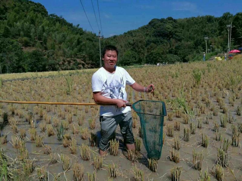 鲤鱼食用0.5公斤以下
