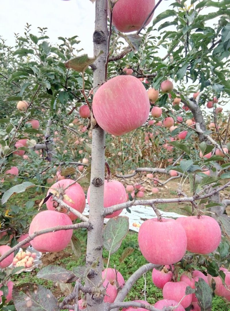 预售红富士苹果75mm以上纸+膜袋