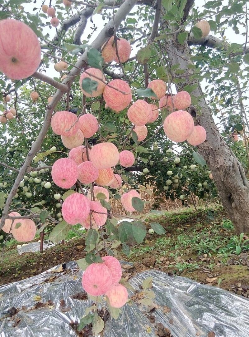 预售红富士苹果75mm以上纸+膜袋