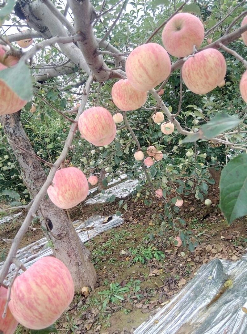 预售红富士苹果75mm以上纸+膜袋