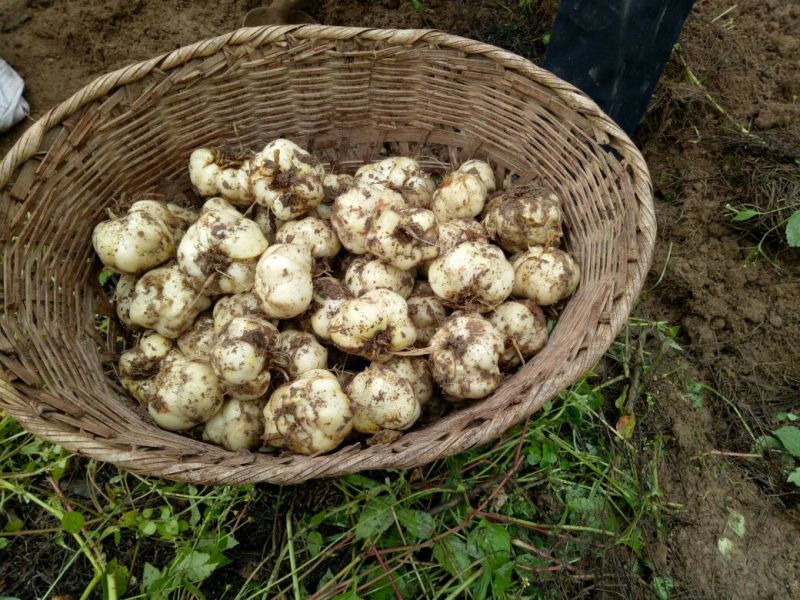 鲜百合独头药食两用