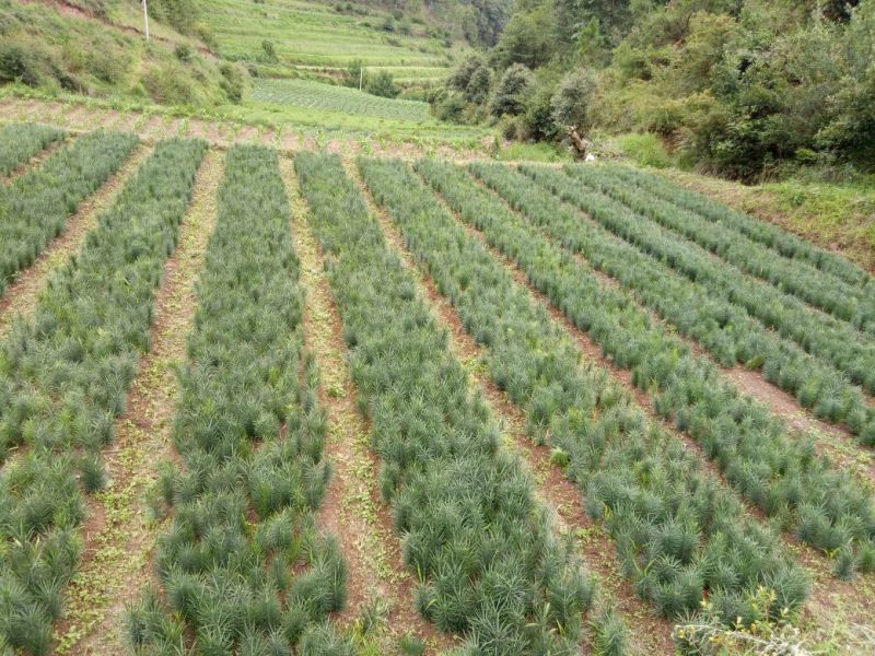 鲜百合独头药食两用